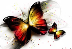 http://www.vivifornito.com